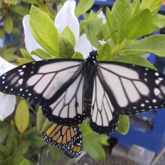 🦋 "RARE" White Monarch Butterfly Mini Backpack - Picture 7 of 12
